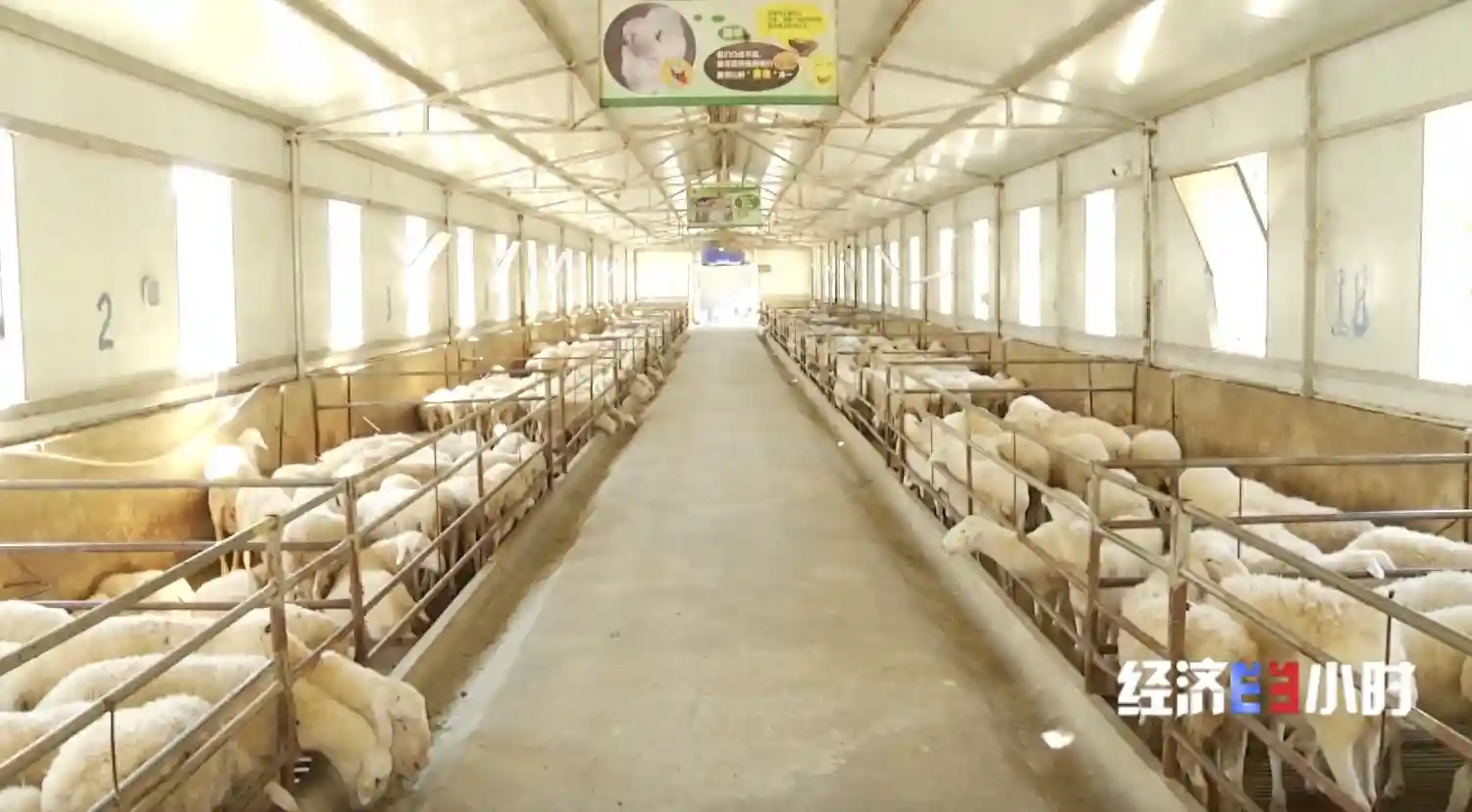 “芯”突破！科技手段助推肉羊育种走上快车道，进程缩短一半以上→