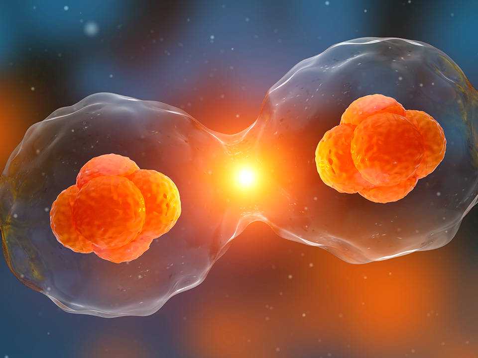 历经五年多，吉林生物研究院团队开发了出人参植物干细胞产品