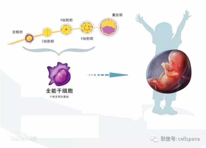 国外一位妈妈在分娩时要求摄影师拍下了宝宝的胎盘！
