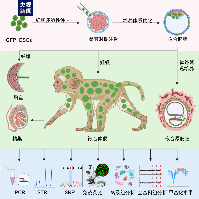 “基因手术刀”让血管高效安全再生有了可能性