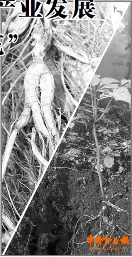 中国野山参产业发展 “老树开新花”