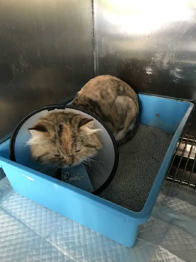 男子渴望成为美人鱼，花重金变成“人鱼”，天天泡水里享受自由