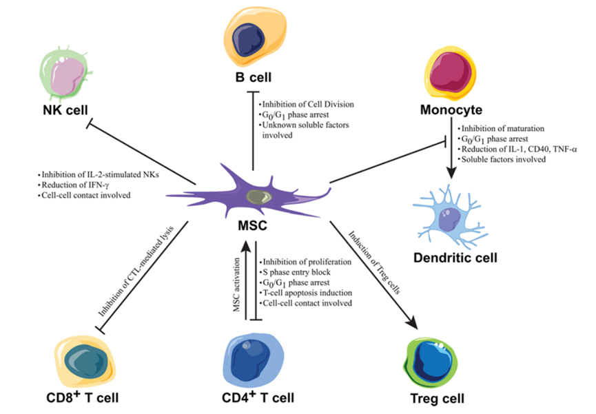 为逃避免疫系统而设计的干细胞有望成为“现成的”移植物