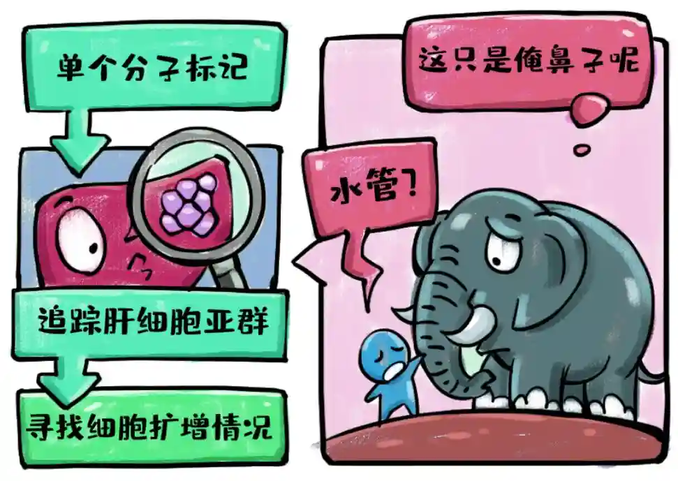 原创新技术全程追踪细胞“新生”，上海科学家首次确定新生肝细胞来源 