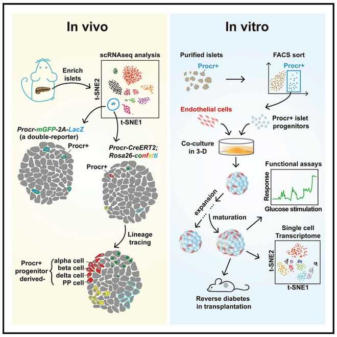 如果战争打响，干细胞在军事医学中的应用前景如何？